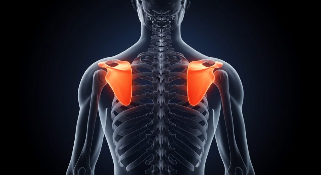 Shoulder & Arthroscopy