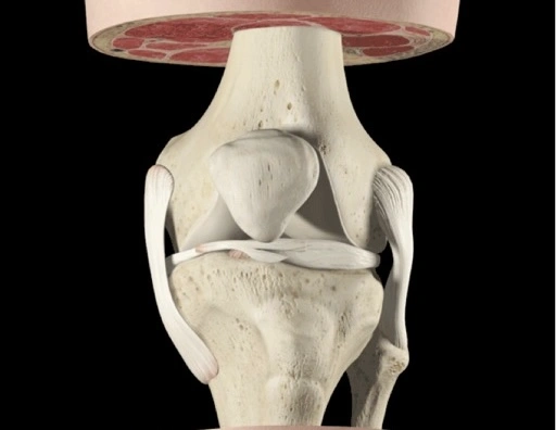 Knee Arthroscopy knee
