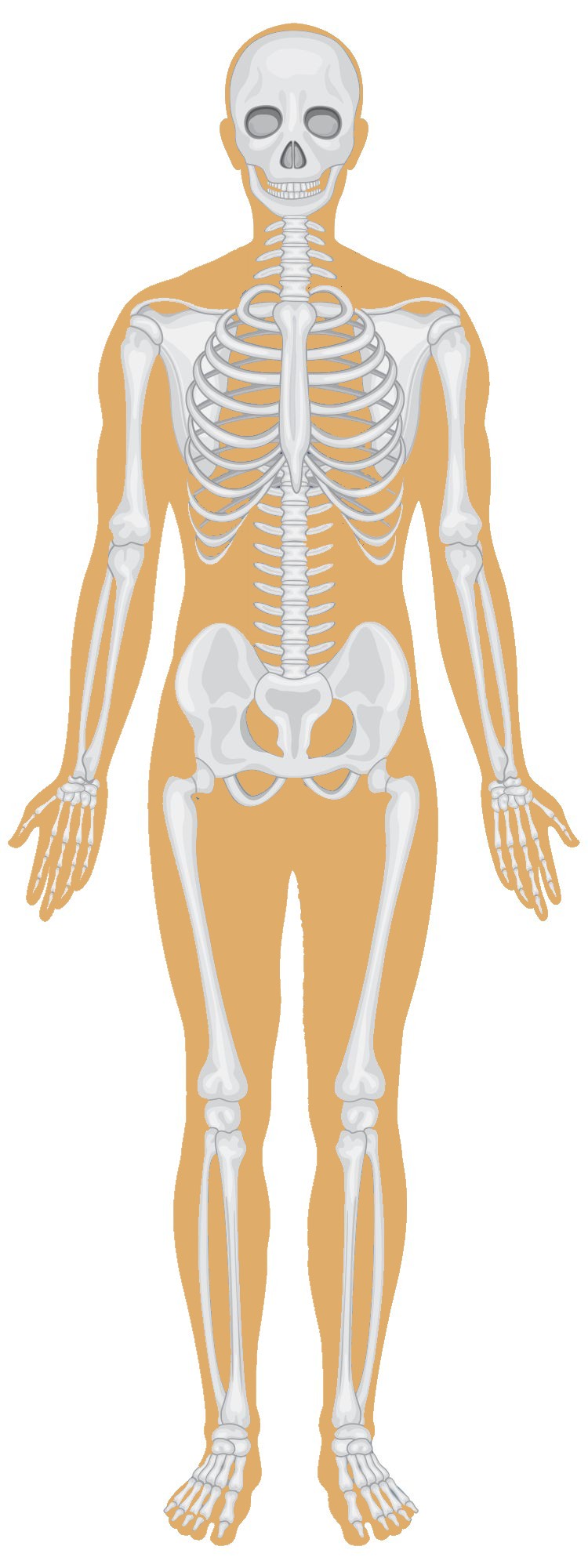 Home Body Diagram
